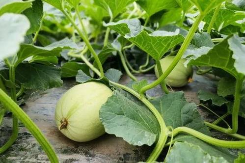 吃小瓜团购,美味共享，实惠尽享