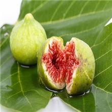 海口无花果今日头条,今日头条带你探秘甜蜜滋味