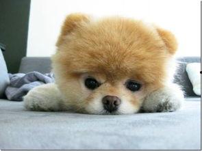 宠物网红可以干些什么活,多元化职业路径探索