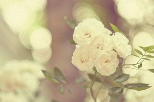 用头条号做花朵,探索创意图文创作新天地