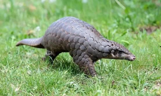 今日头条穿山甲,揭秘神秘动物的生活与保护现状