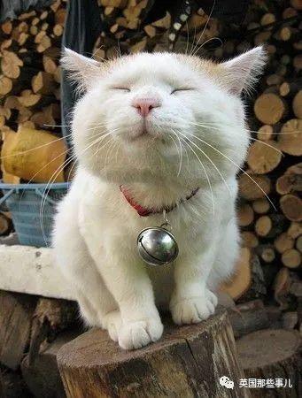 瓜老师的笔记喵小吉,瓜老师笔记中的趣味解读