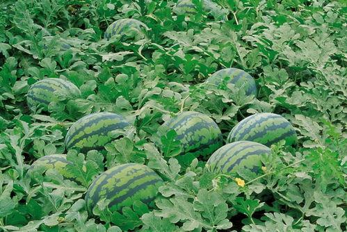 南京业主群视频吃瓜,一场吃瓜盛宴背后的社区风云