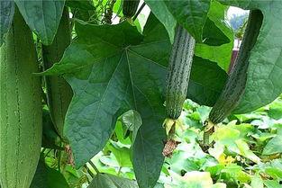 吃绿宝瓜大便颜色深黄,大便颜色深黄的秘密解析